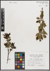 Foto von Salix mielichhoferi Saut.
